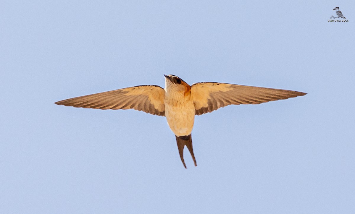 Red-rumped Swallow - ML616537702