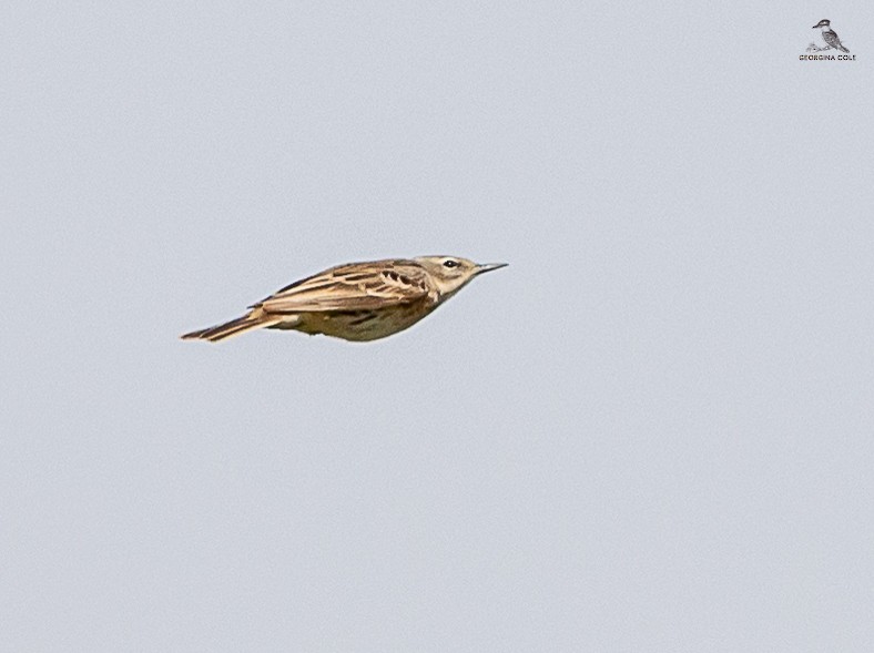 Water Pipit - ML616537719