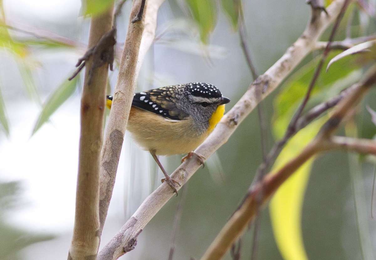 Spotted Pardalote (Spotted) - Greg McLachlan
