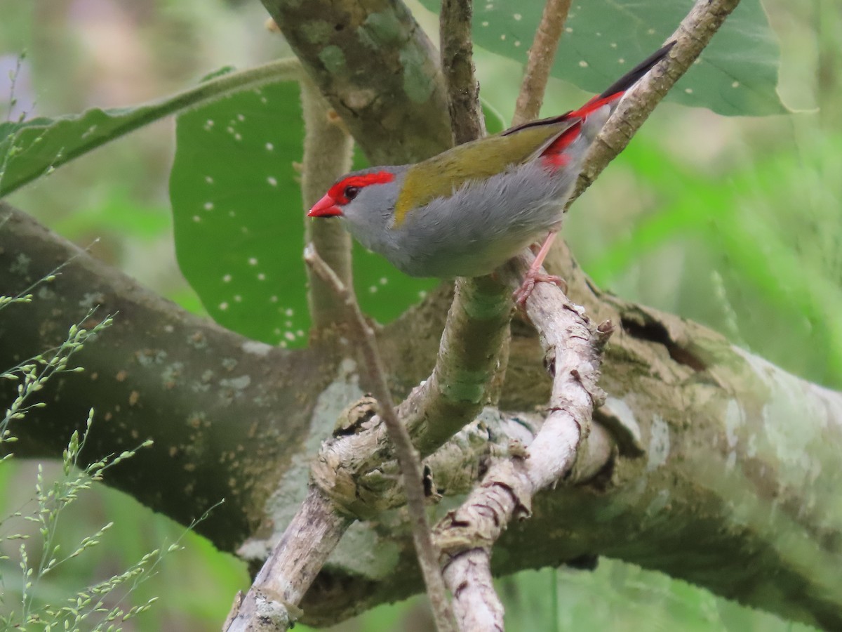 Red-browed Firetail - ML616538076