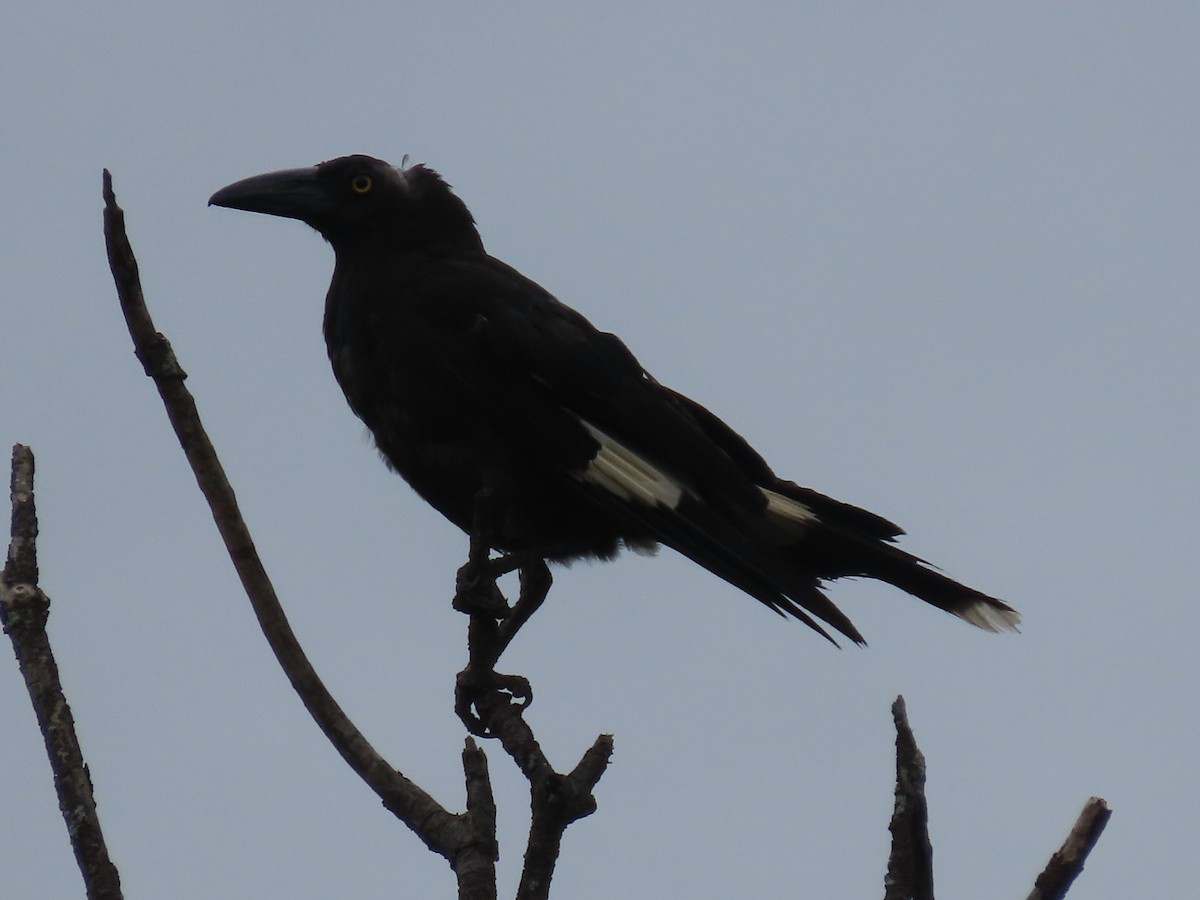 Pied Currawong - ML616538079