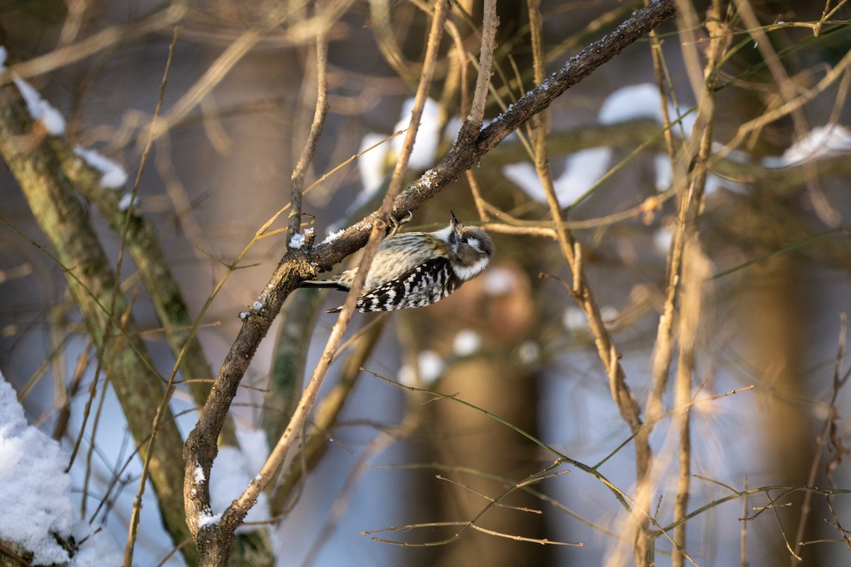 Japanese Pygmy Woodpecker - ML616538094