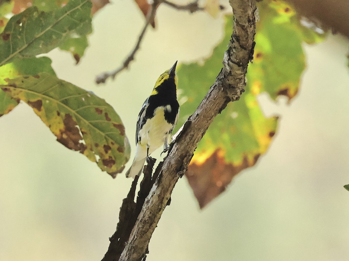 Black-throated Green Warbler - Albert Linkowski