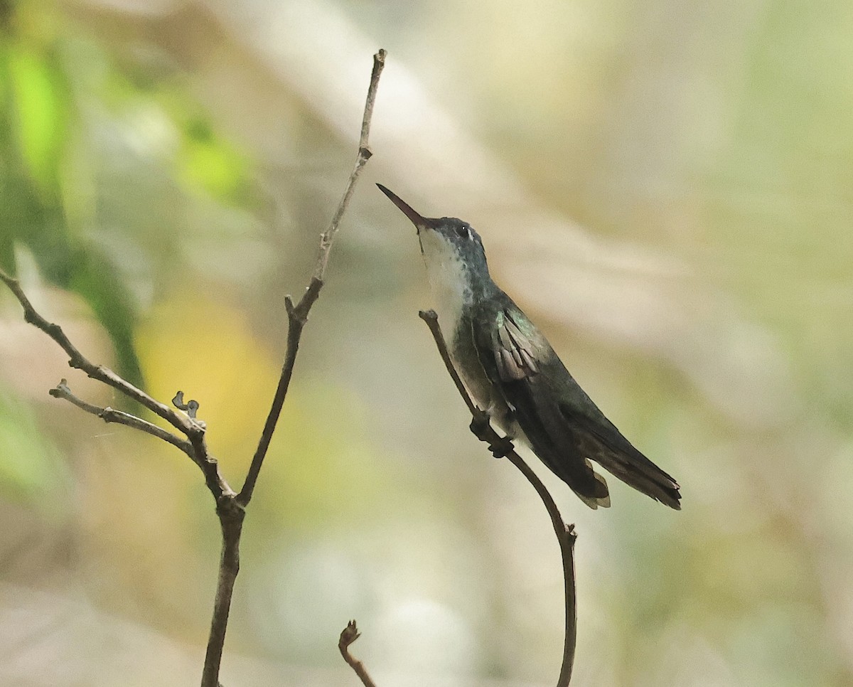 Azure-crowned Hummingbird - Albert Linkowski