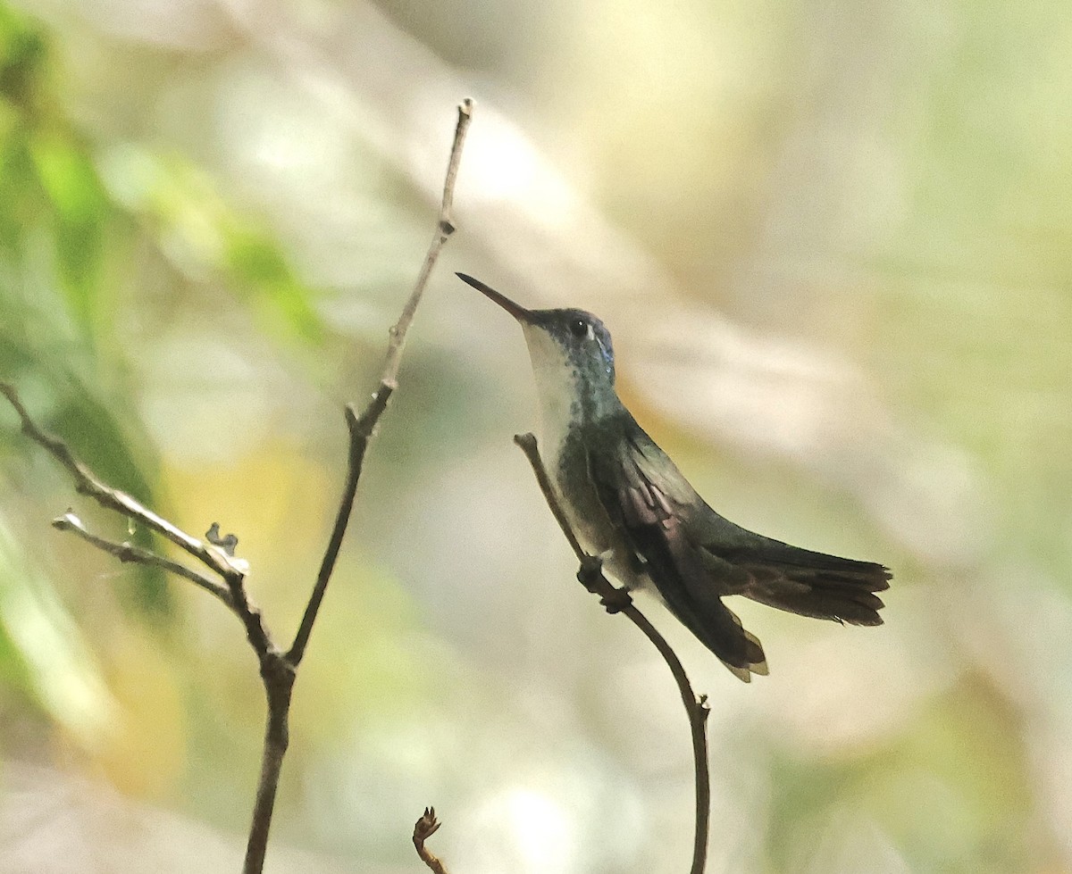 Azure-crowned Hummingbird - ML616538197