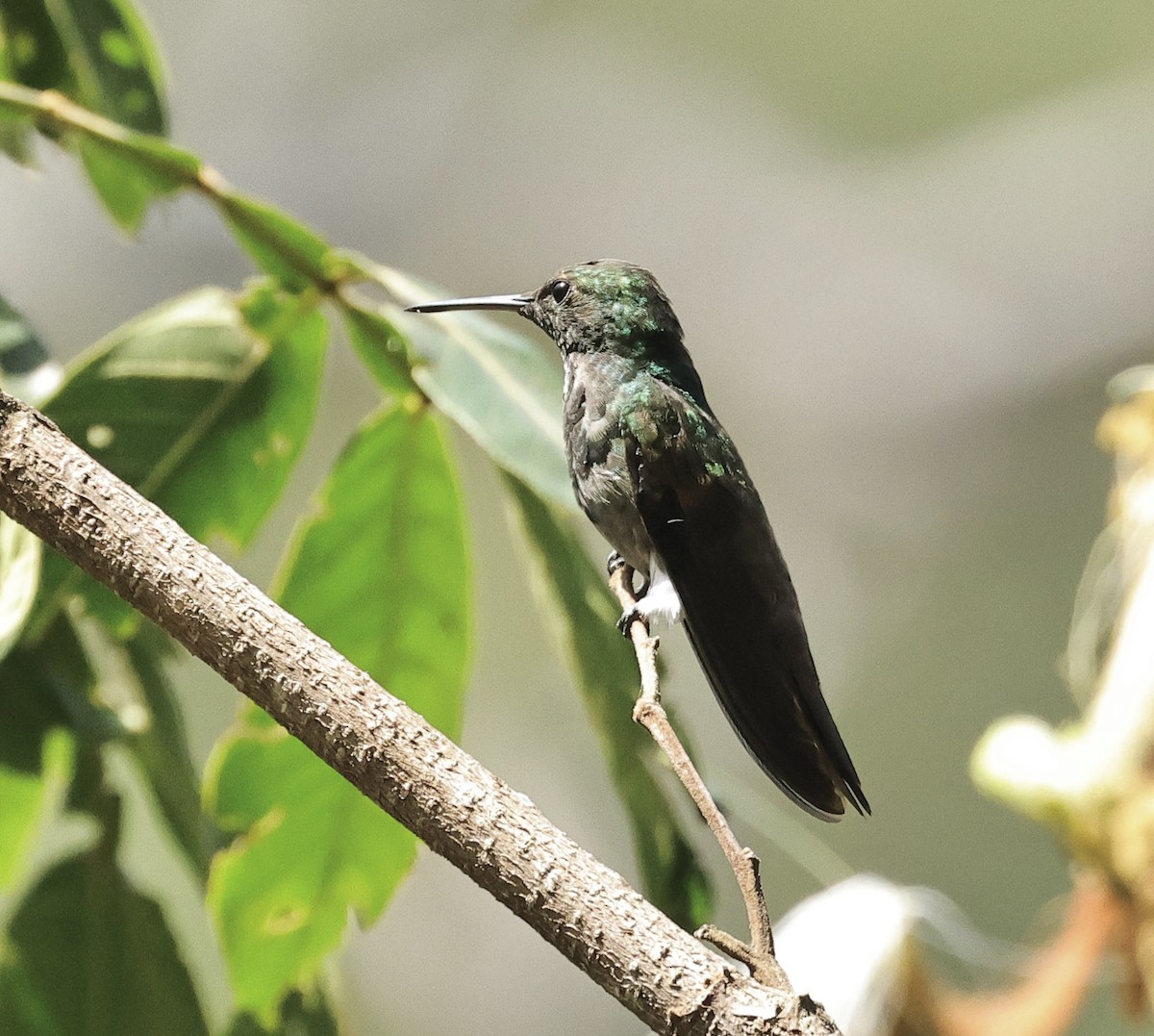 Berylline Hummingbird - Albert Linkowski