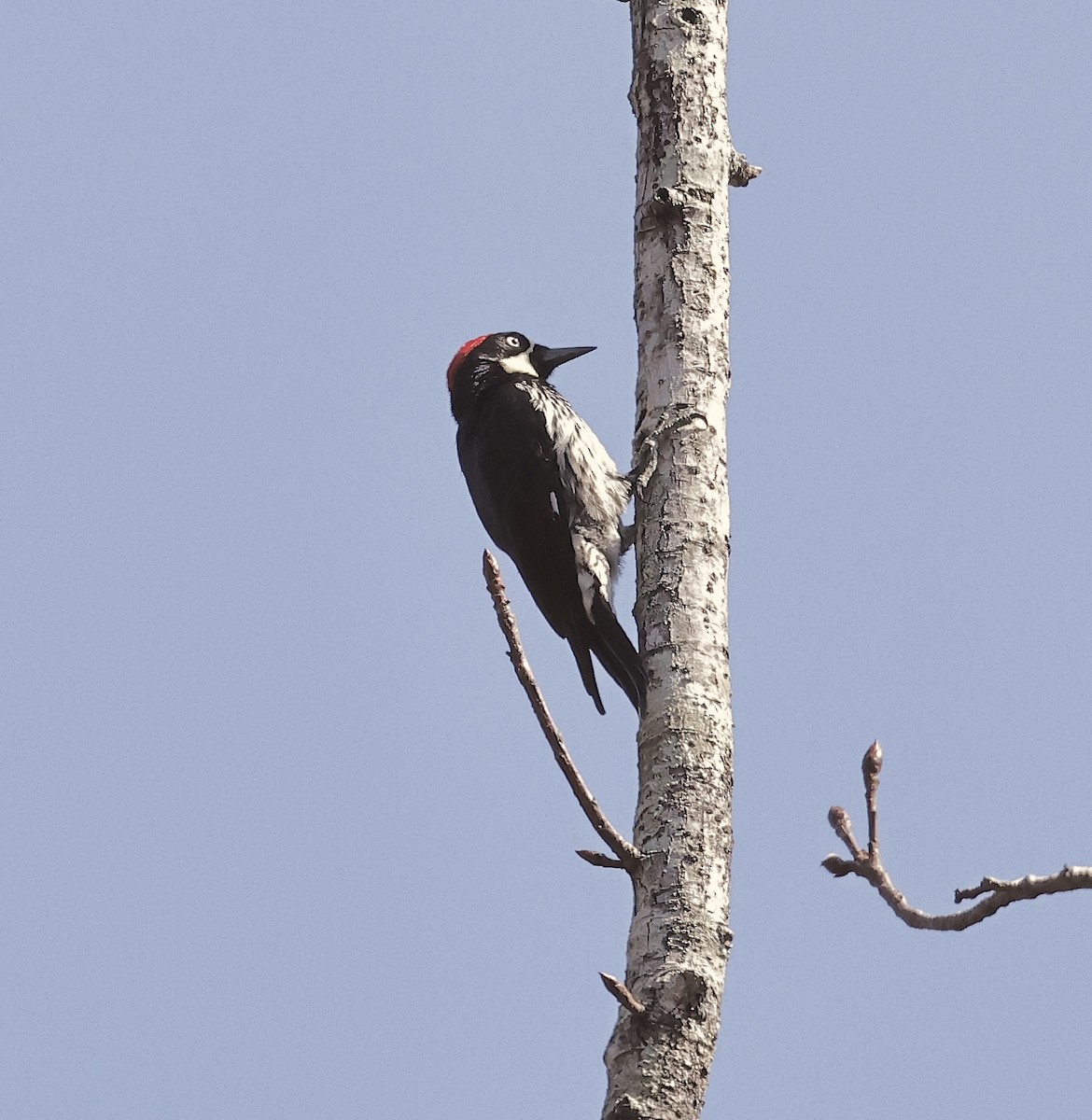 Acorn Woodpecker - ML616538231