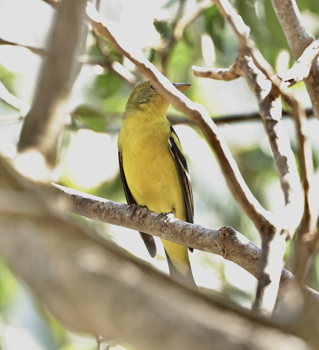 Western Tanager - ML616538233