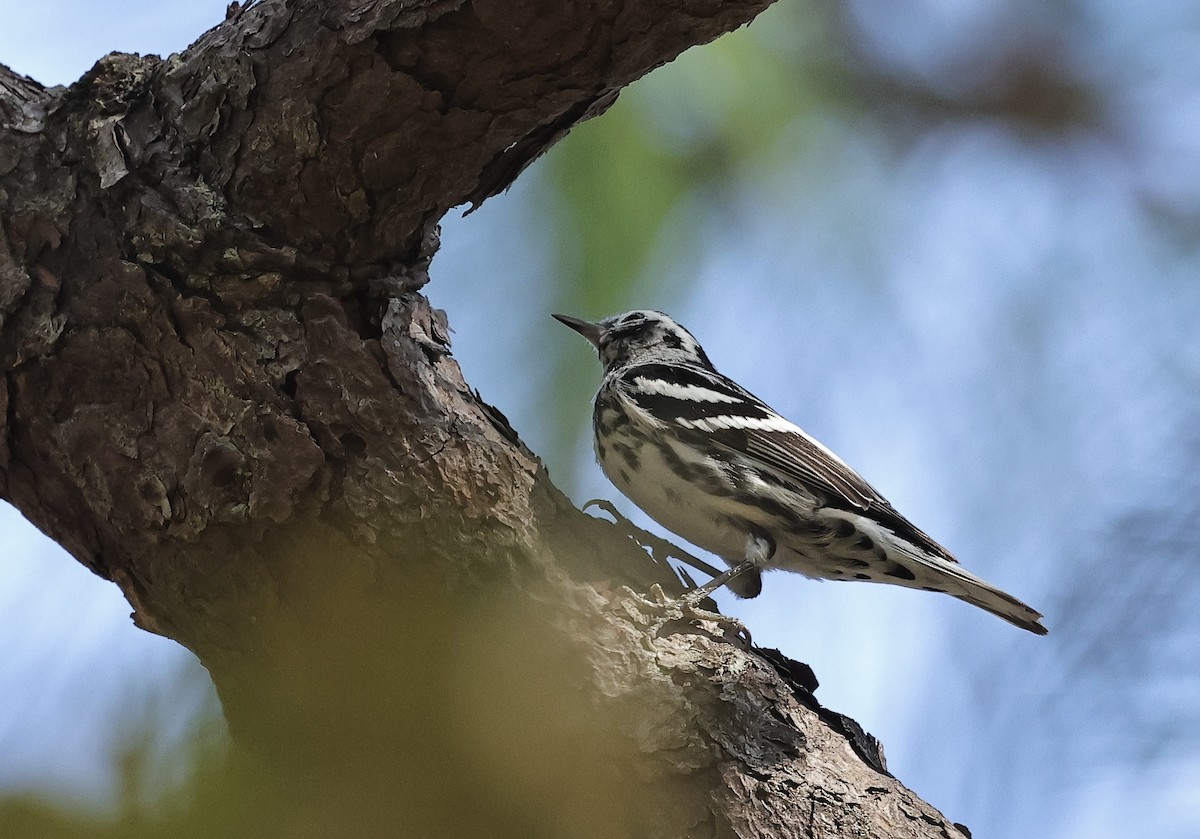 Black-and-white Warbler - ML616538242