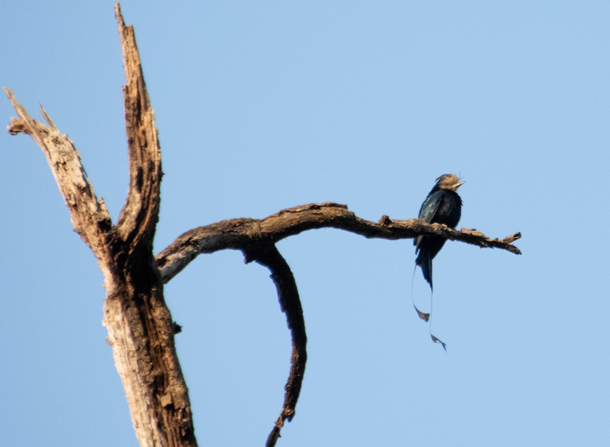 Greater Racket-tailed Drongo - Laurence Green