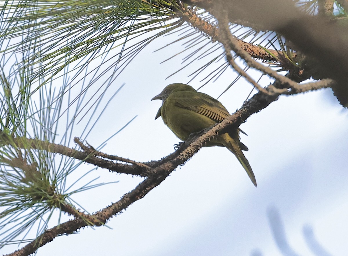 Hepatic Tanager - ML616538262