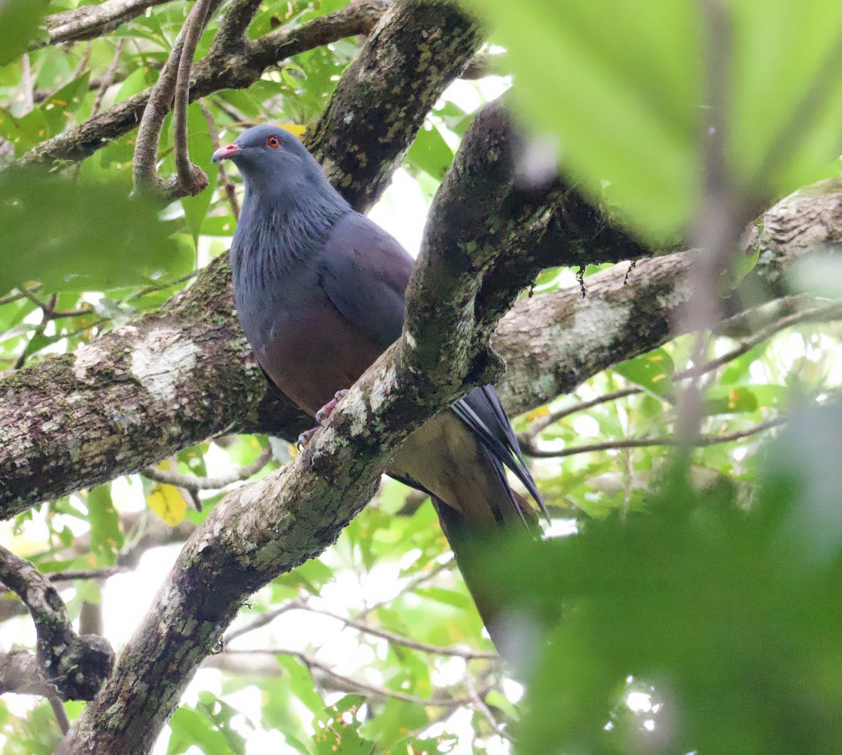 New Caledonian Imperial-Pigeon - ML616538449