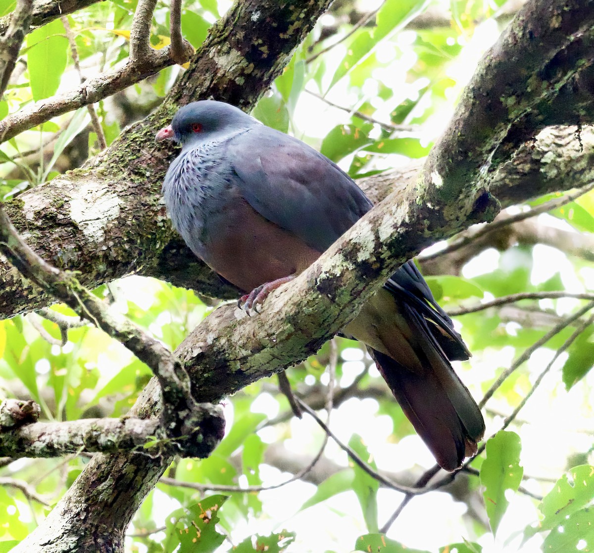 New Caledonian Imperial-Pigeon - ML616538450