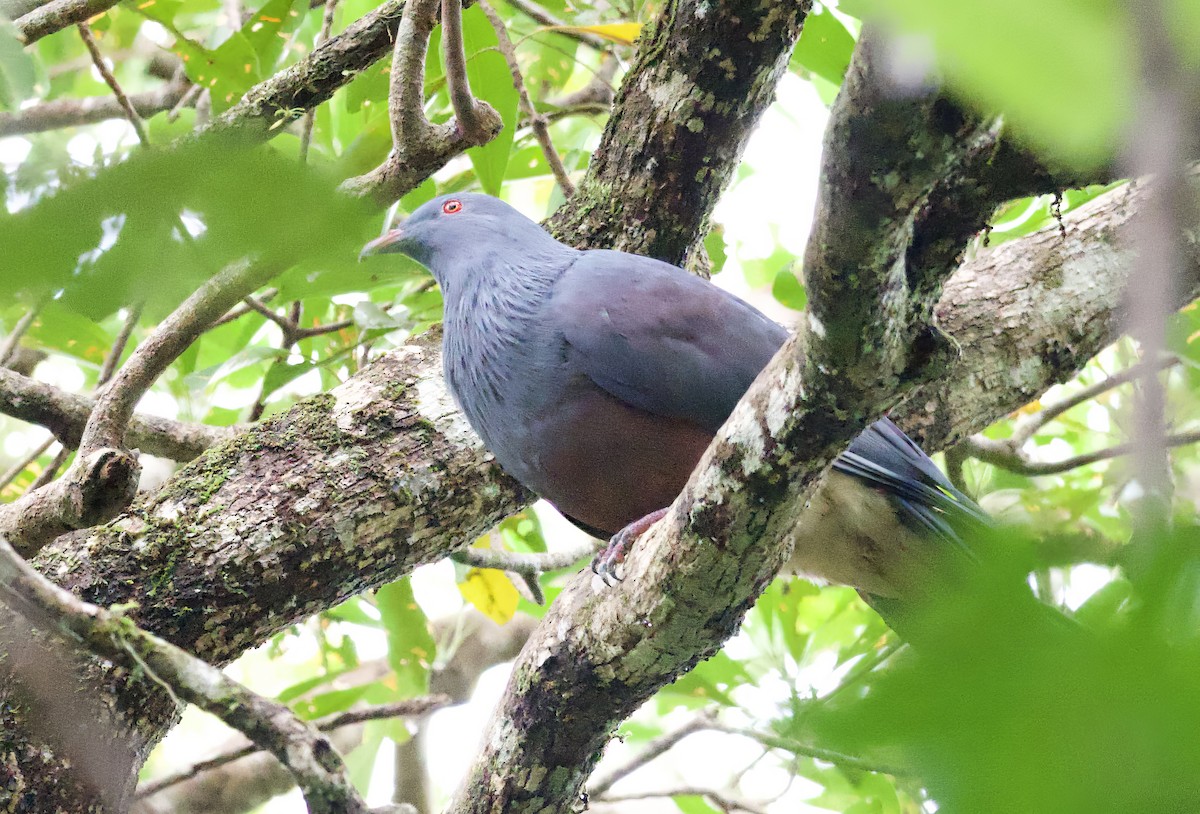 New Caledonian Imperial-Pigeon - ML616538451