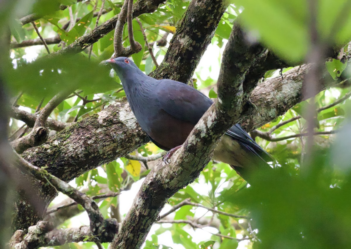 New Caledonian Imperial-Pigeon - John Gregory