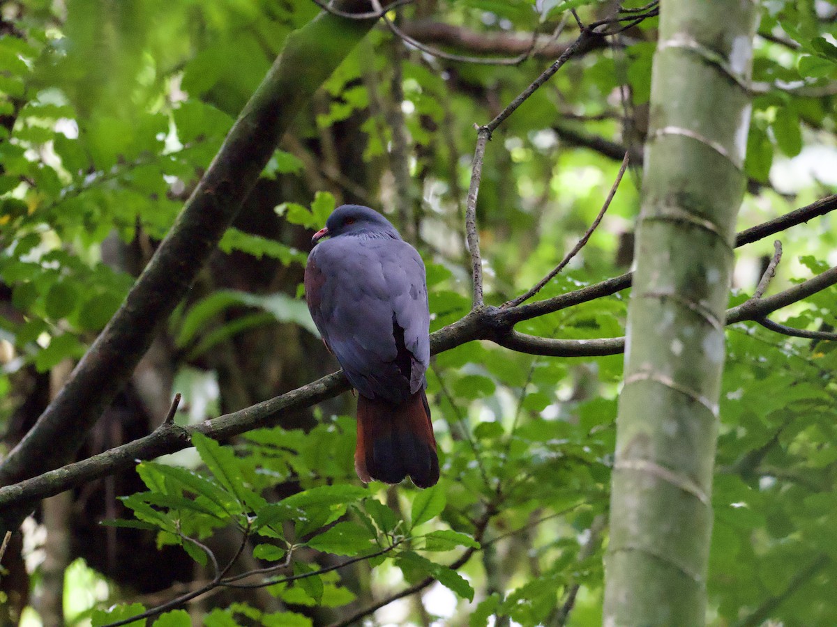 New Caledonian Imperial-Pigeon - ML616538454