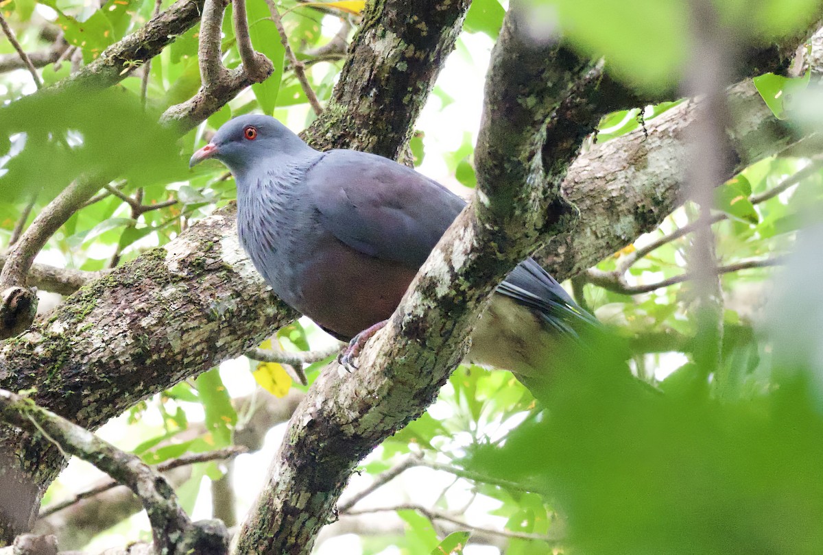 New Caledonian Imperial-Pigeon - ML616538455