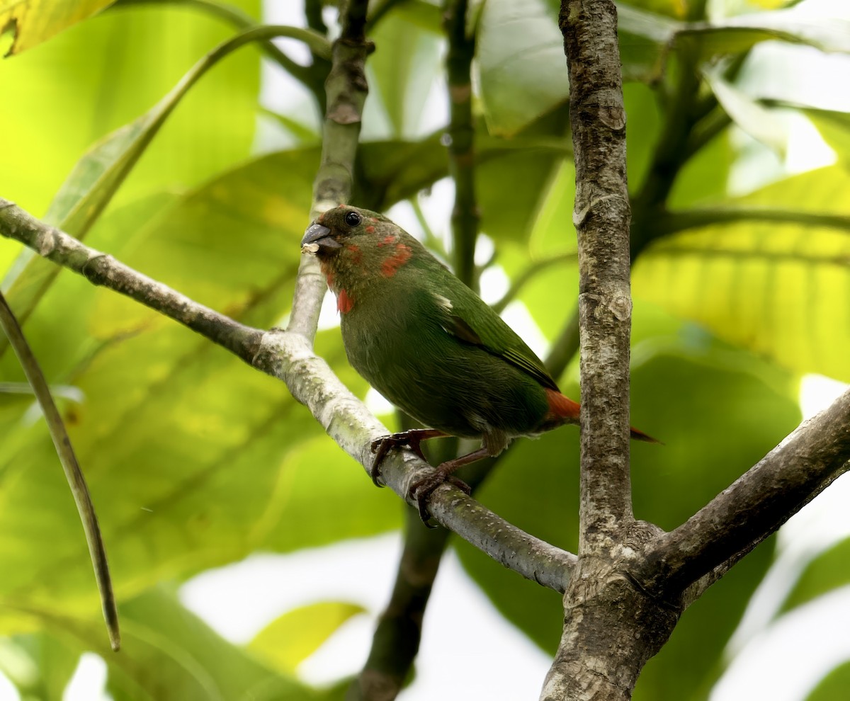 Red-throated Parrotfinch - ML616538615