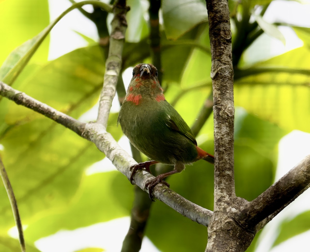 Red-throated Parrotfinch - ML616538616
