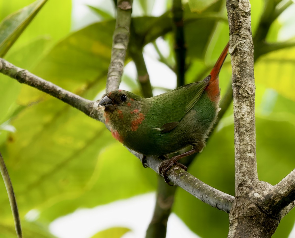 Red-throated Parrotfinch - ML616538617