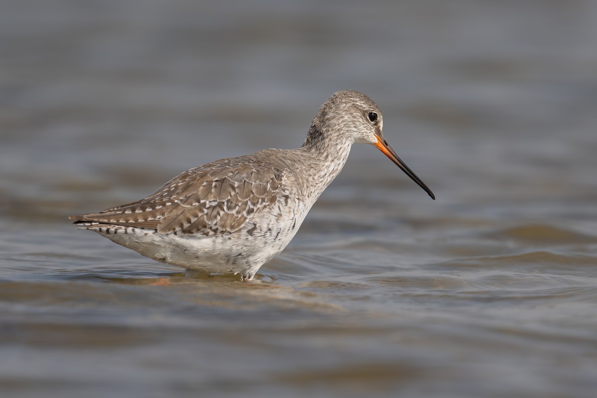 Spotted Redshank - ML616538725