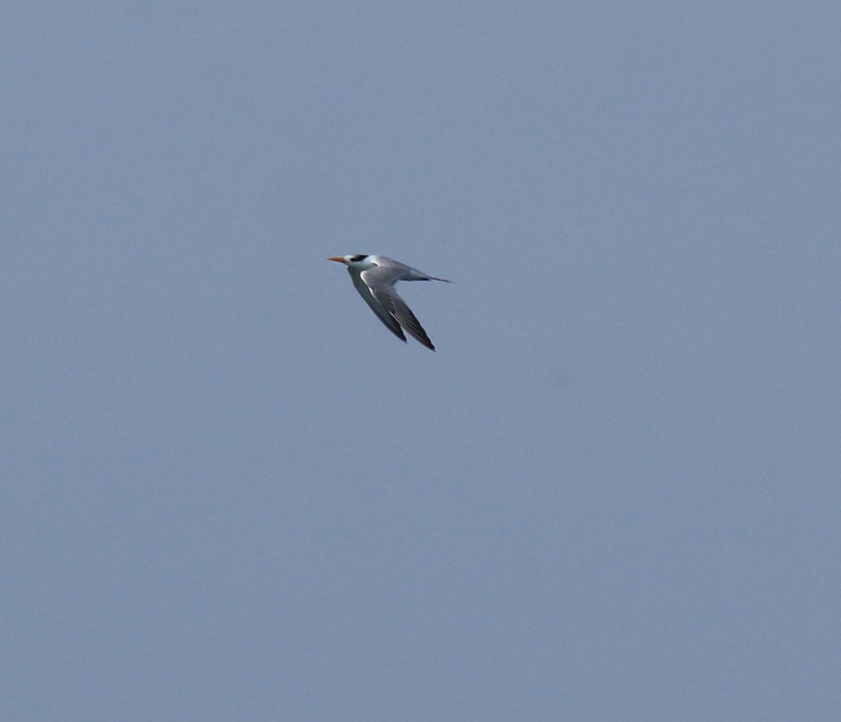Lesser Crested Tern - ML616538745