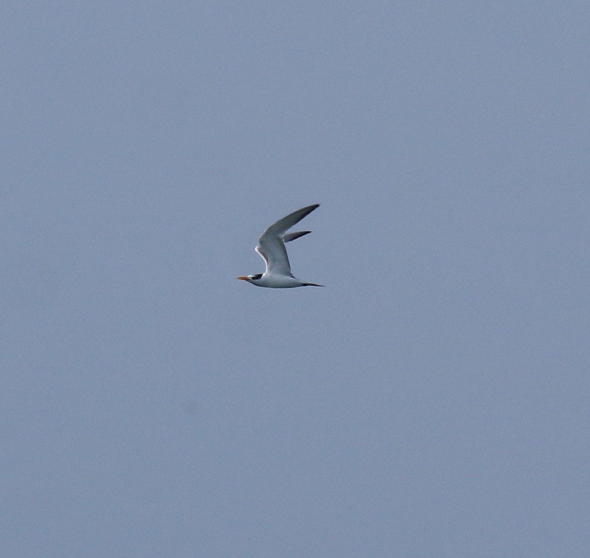 Lesser Crested Tern - ML616538746