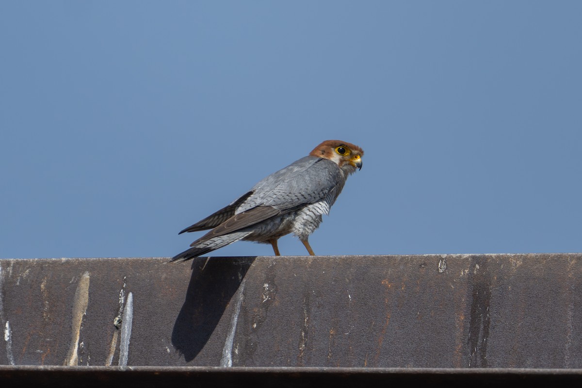 Red-necked Falcon - ML616538766