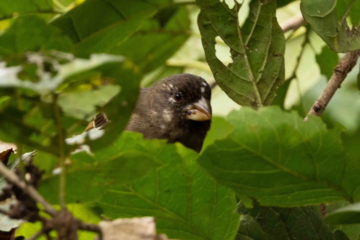 Thick-billed Seedeater - ML616538832