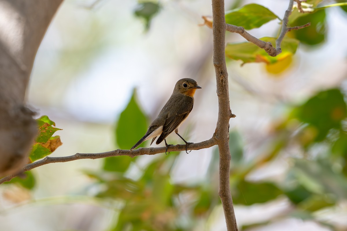 Red-breasted Flycatcher - ML616538878