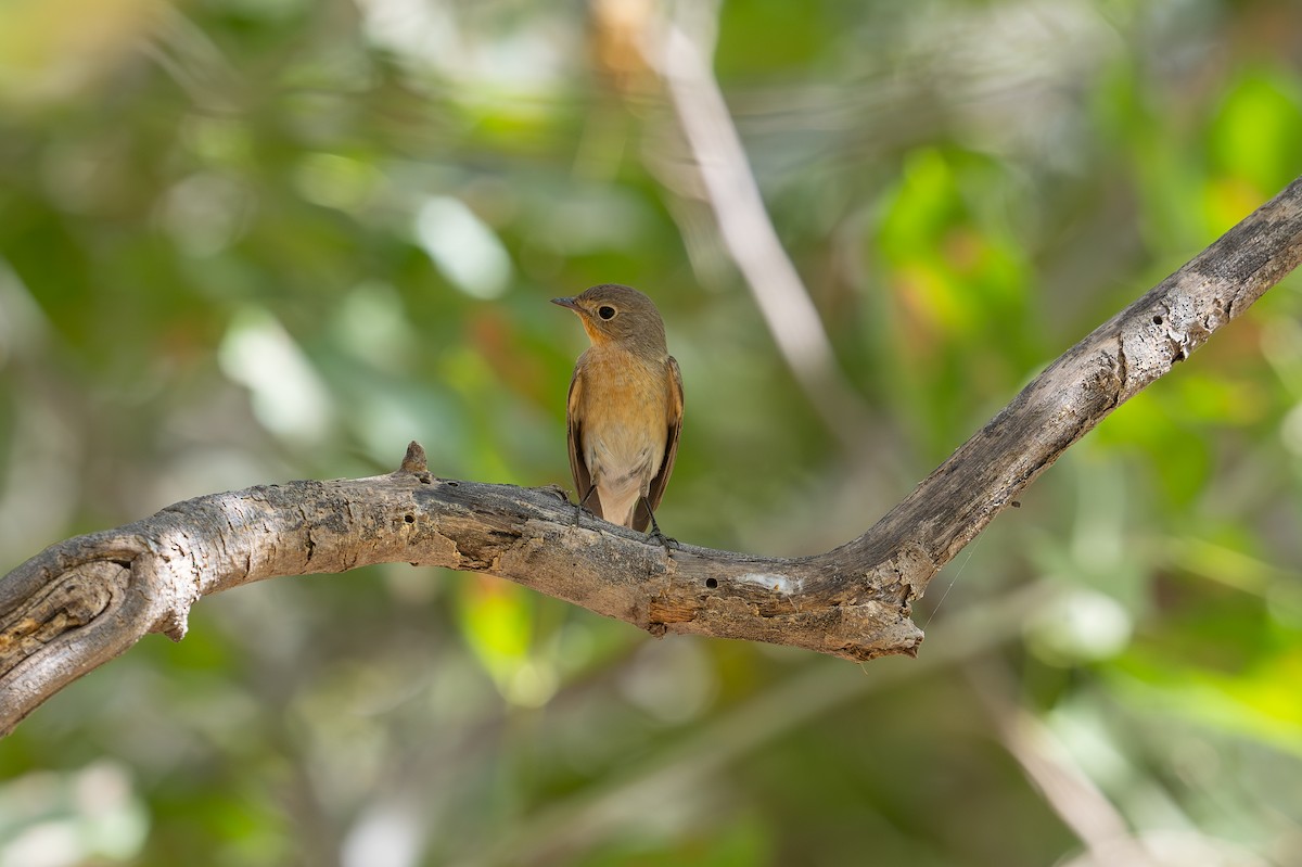 Red-breasted Flycatcher - ML616538879