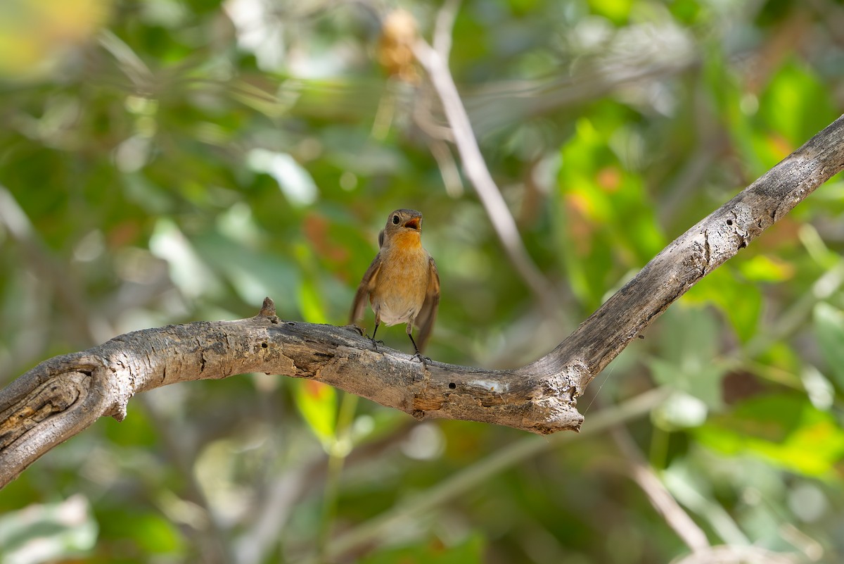 Red-breasted Flycatcher - ML616538882