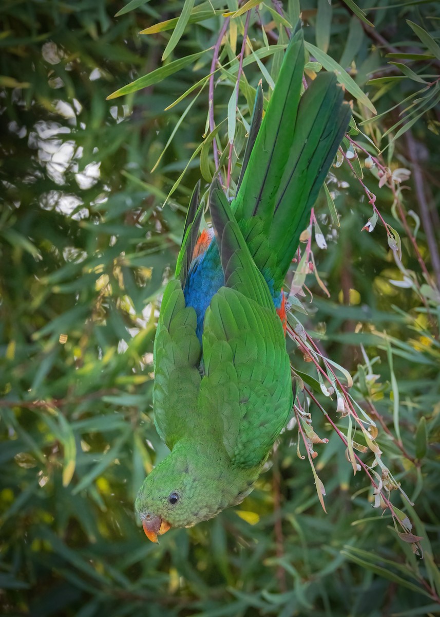 Australian King-Parrot - ML616538961