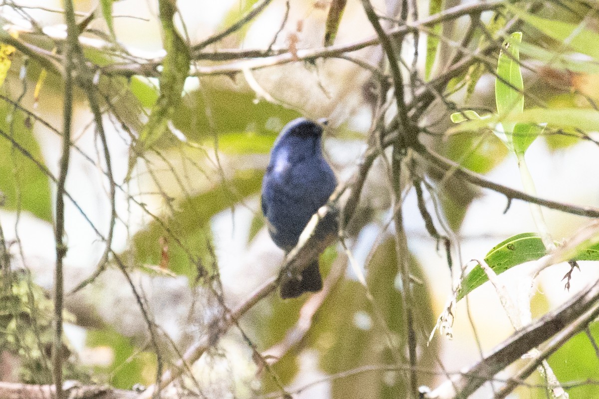 Blue-and-black Tanager (Blue-and-black) - ML616538984