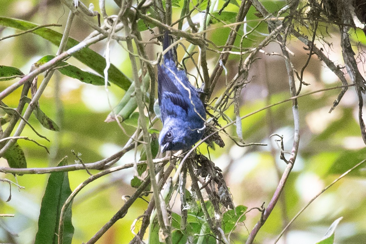 Blue-and-black Tanager (Blue-and-black) - ML616538985