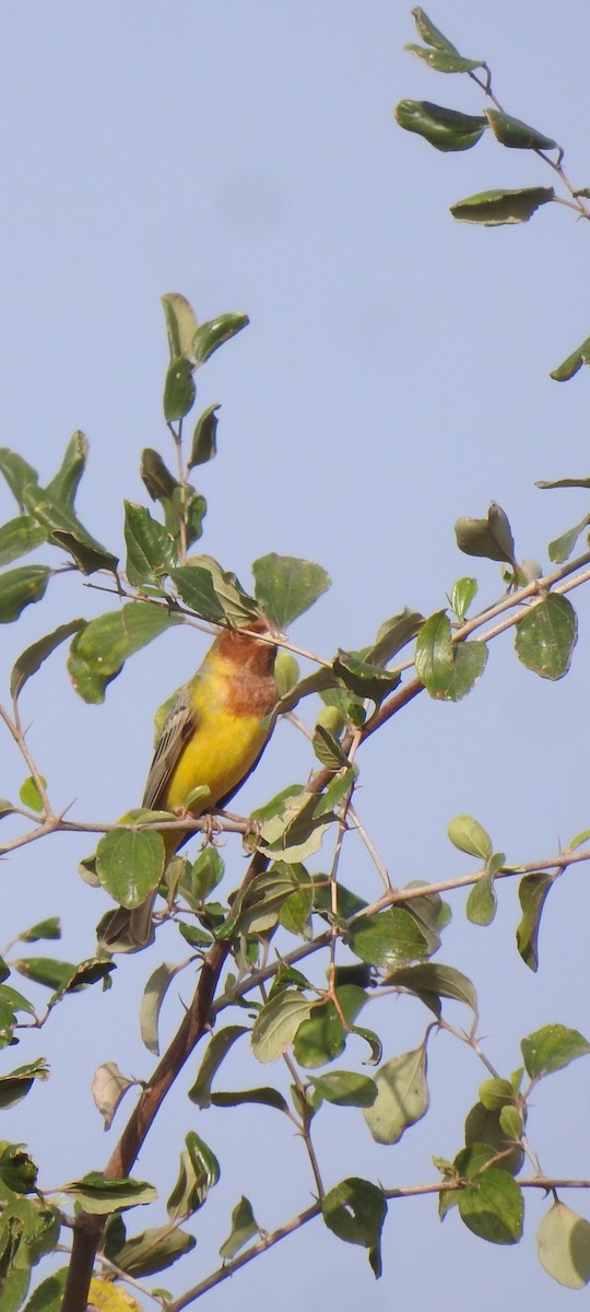 Red-headed Bunting - ML616538996