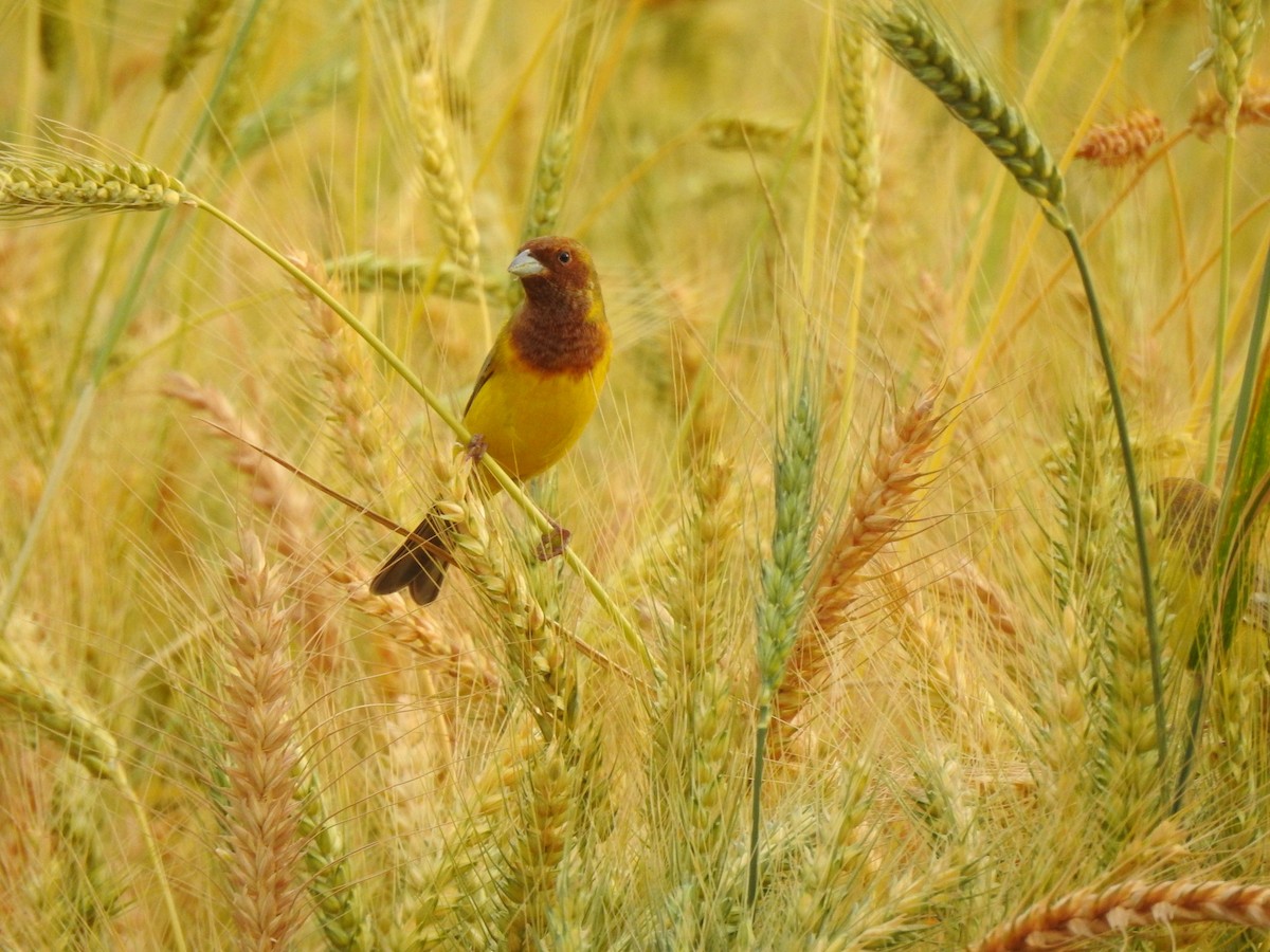Red-headed Bunting - ML616538997