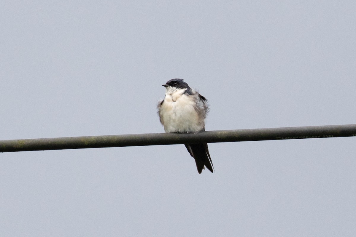 Blue-and-white Swallow (cyanoleuca) - ML616539017