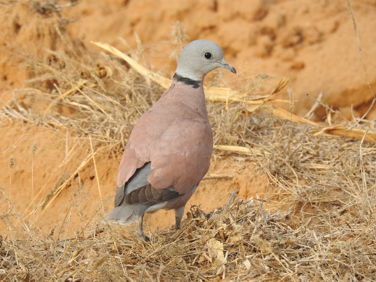 Red Collared-Dove - ML616539033