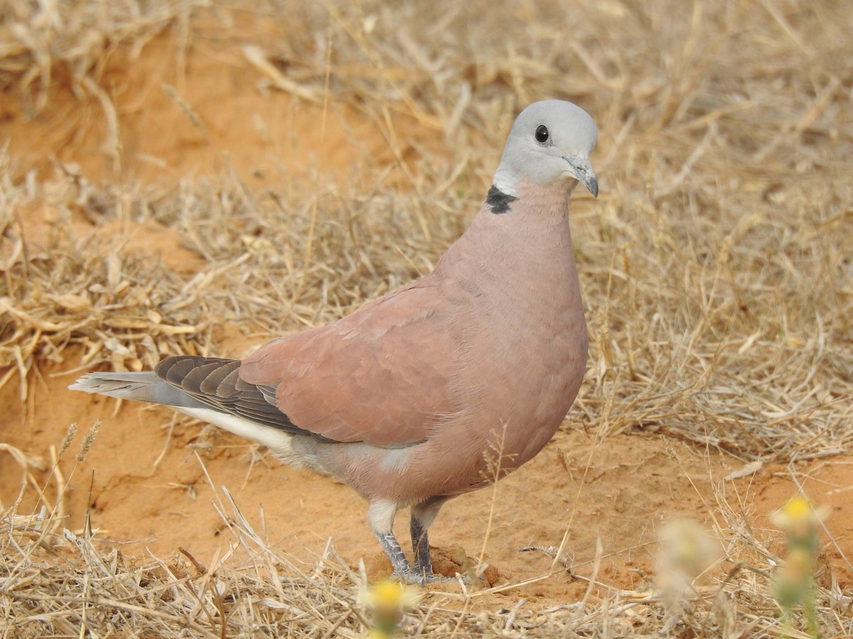 Red Collared-Dove - ML616539034