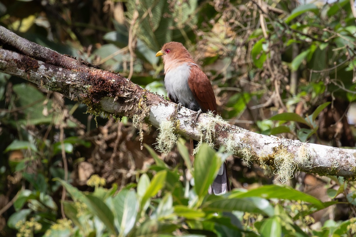 Squirrel Cuckoo (Amazonian) - ML616539043