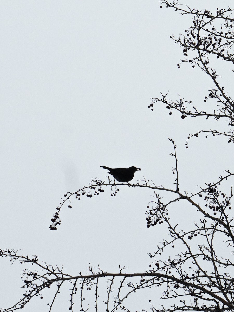 Eurasian Blackbird - ML616539053