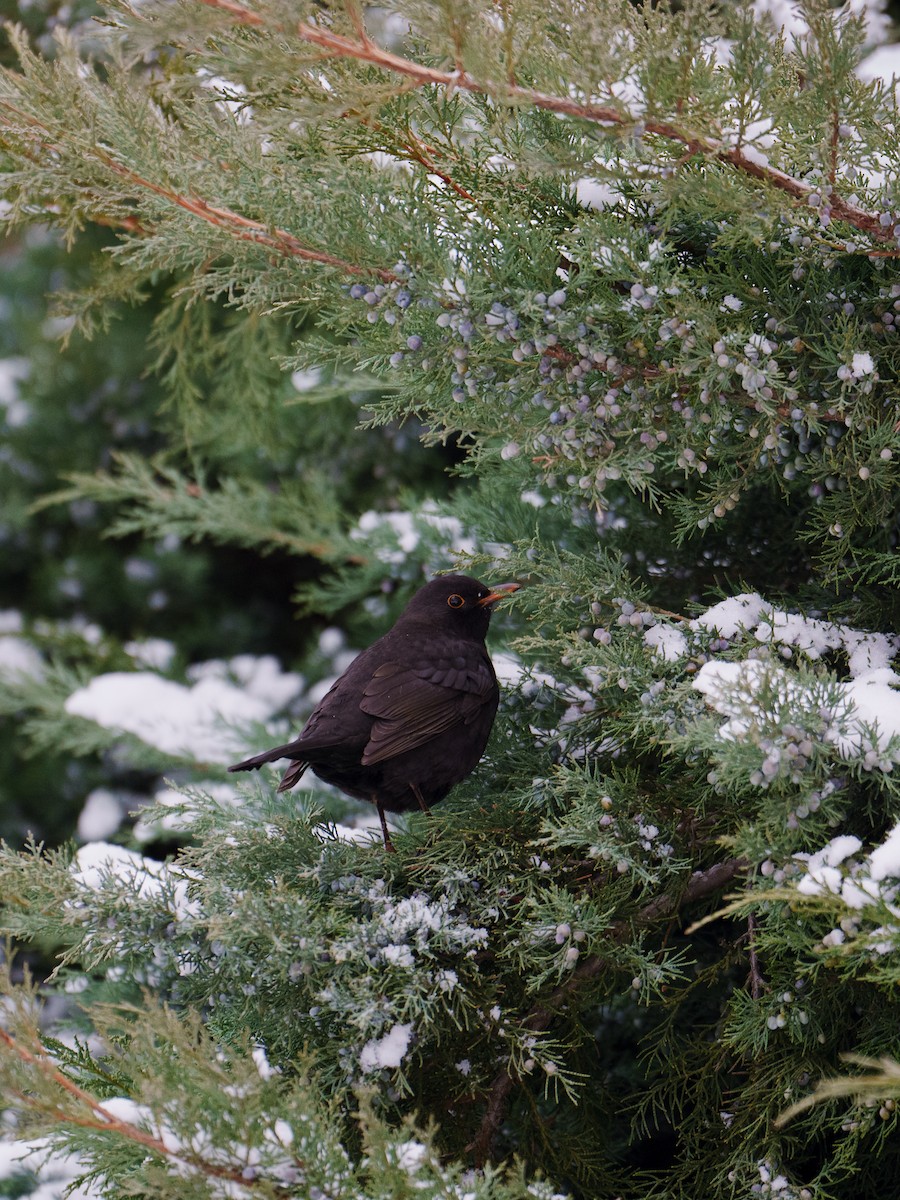 Eurasian Blackbird - ML616539054