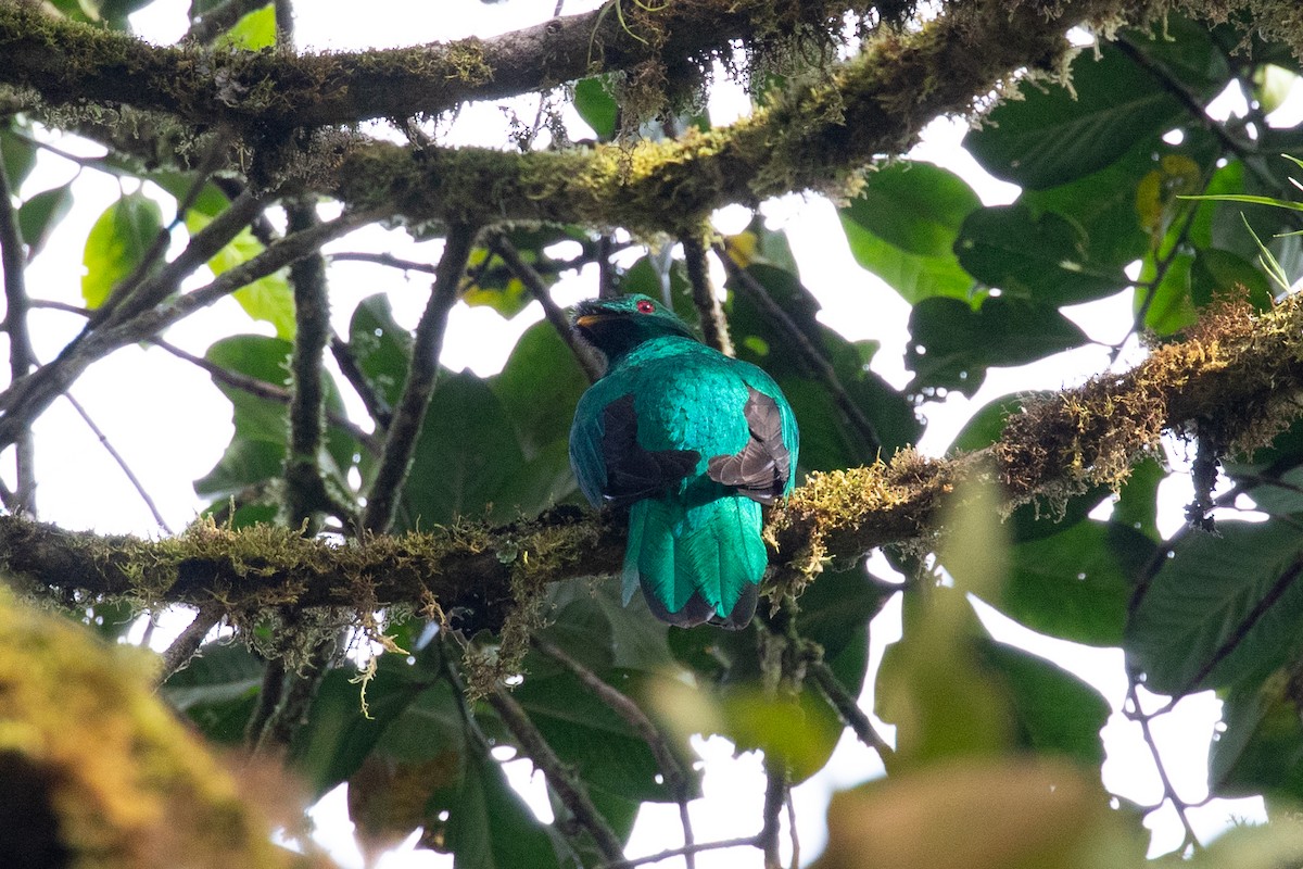 Quetzal Crestado - ML616539169
