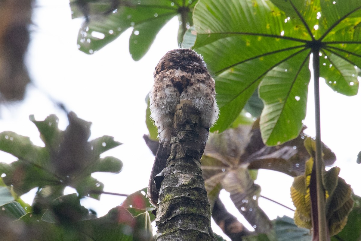 Andean Potoo - ML616539171