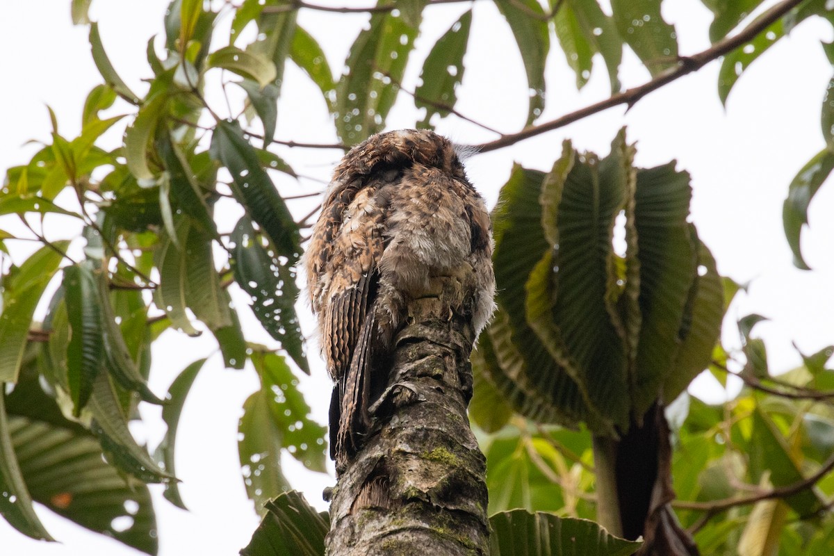 Andean Potoo - ML616539172