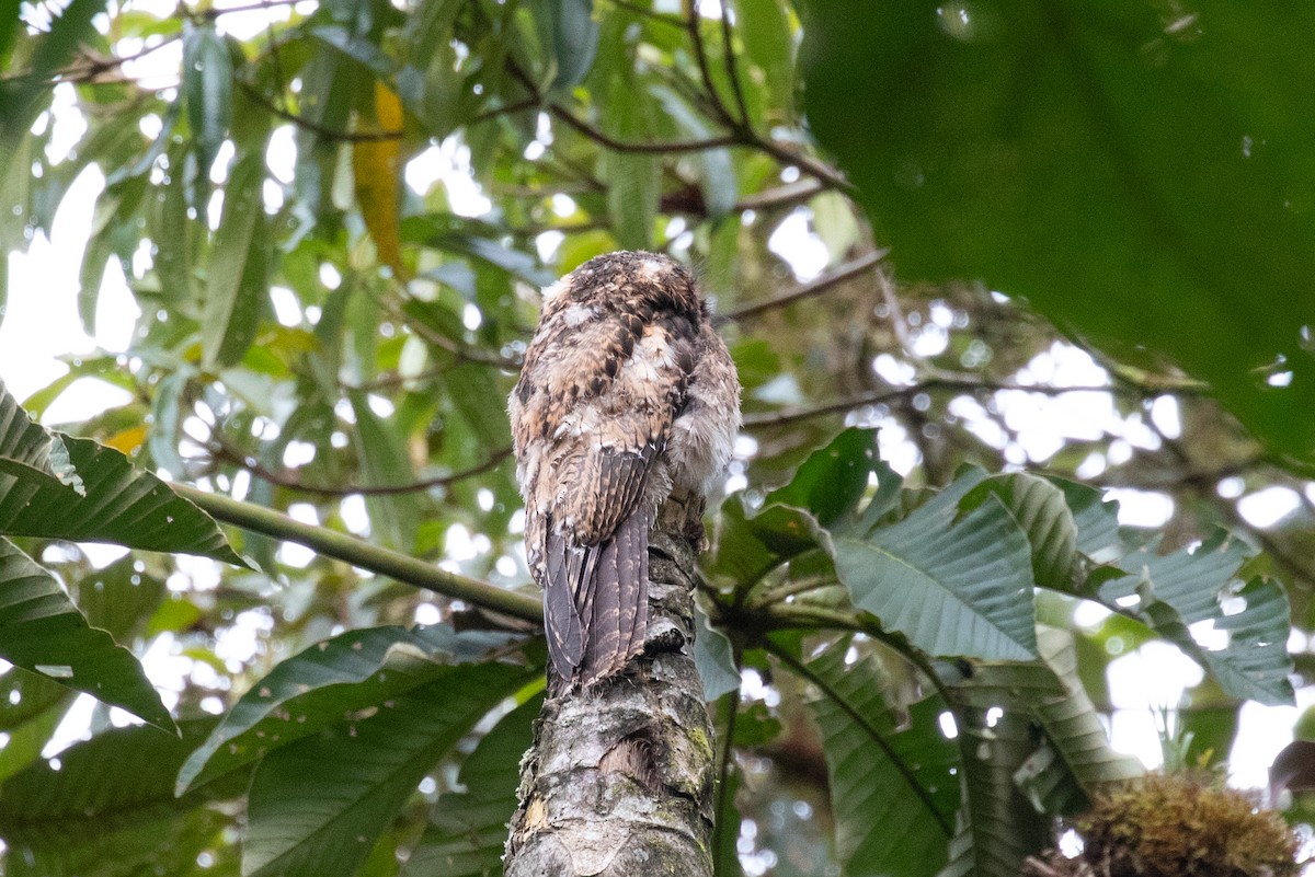 Andean Potoo - ML616539173