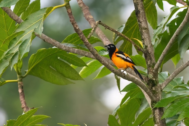 Venezuelan Troupial