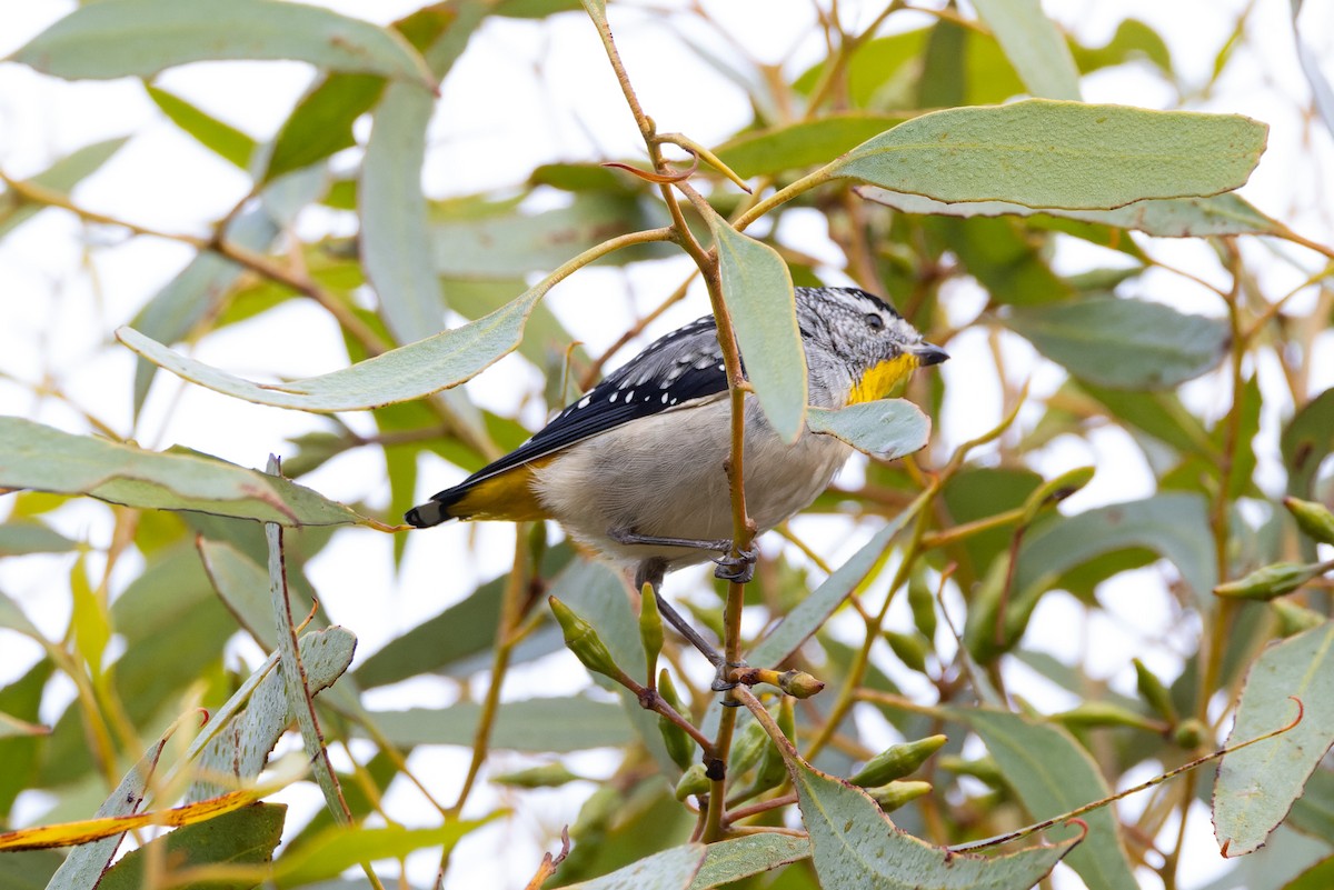 Spotted Pardalote - ML616539191