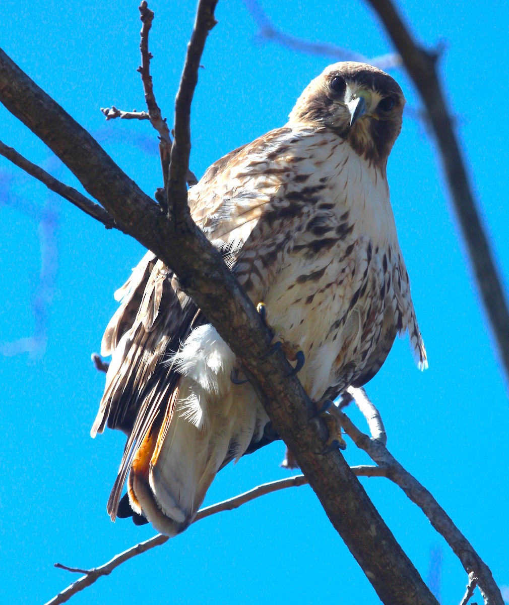 Red-tailed Hawk - ML616539197